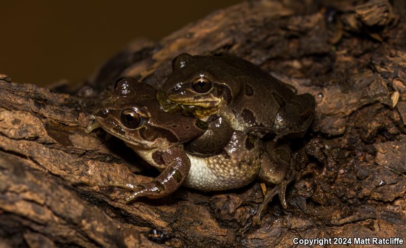 Strecker's Chorus Frog (Pseudacris streckeri)