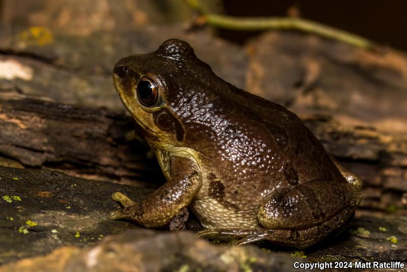 Strecker's Chorus Frog (Pseudacris streckeri)