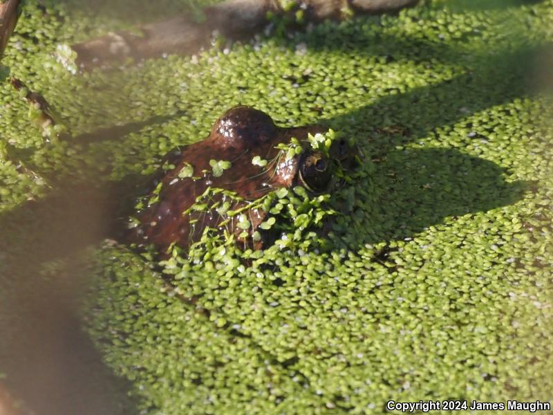 California Red-legged Frog (Rana draytonii)