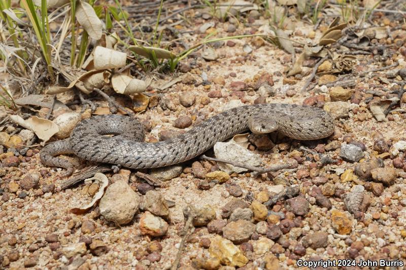 Lined Tolucan Earthsnake (Conopsis lineatus)