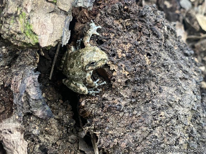 California Treefrog (Pseudacris cadaverina)