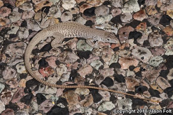 Marbled Whiptail (Aspidoscelis marmorata)