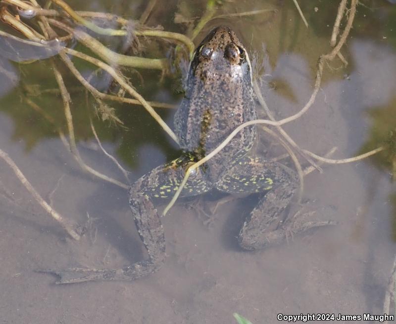 California Red-legged Frog (Rana draytonii)