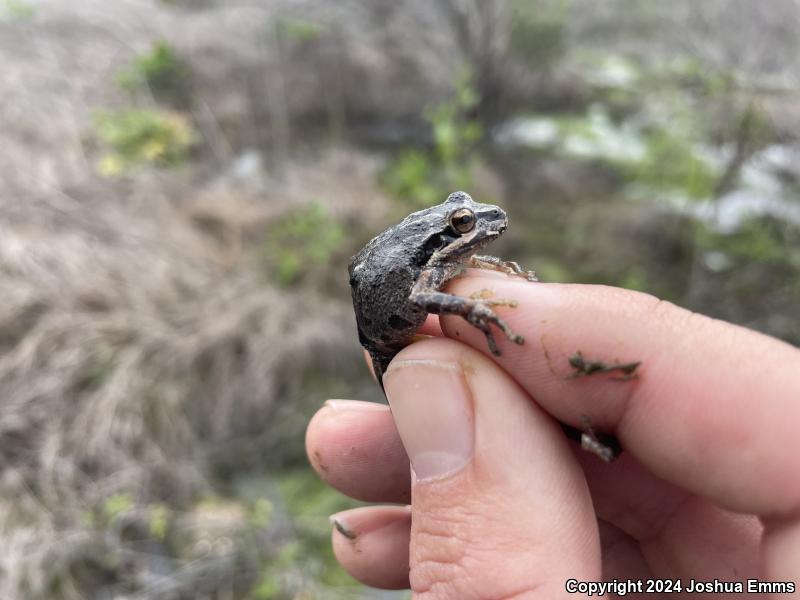 Northern Pacific Treefrog (Pseudacris regilla)