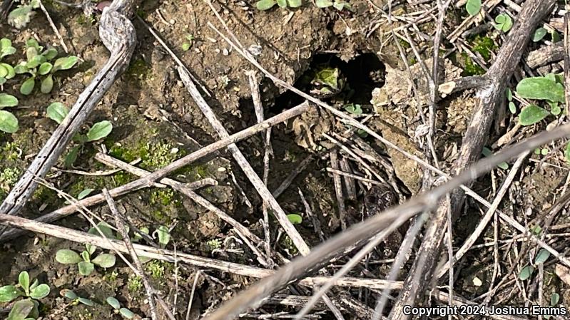 Northern Pacific Treefrog (Pseudacris regilla)