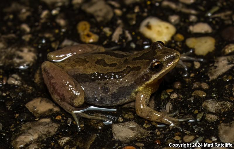 Western Chorus Frog (Pseudacris triseriata)