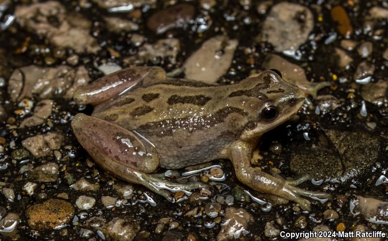 Western Chorus Frog (Pseudacris triseriata)