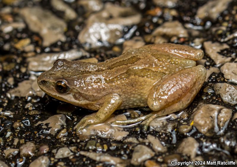 Western Chorus Frog (Pseudacris triseriata)