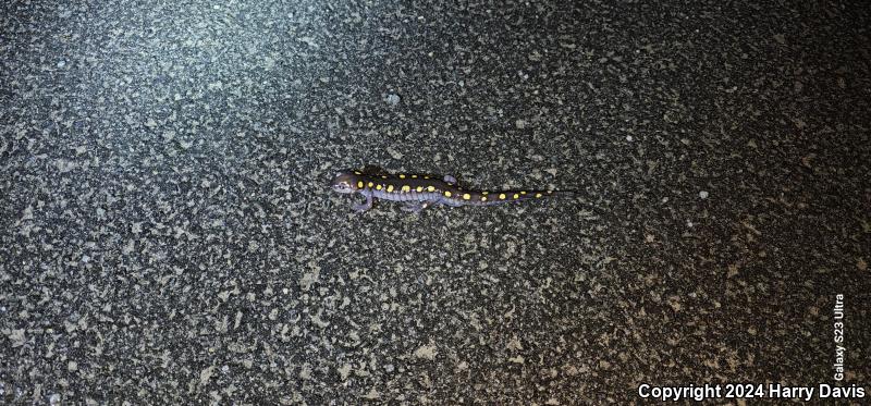 Spotted Salamander (Ambystoma maculatum)