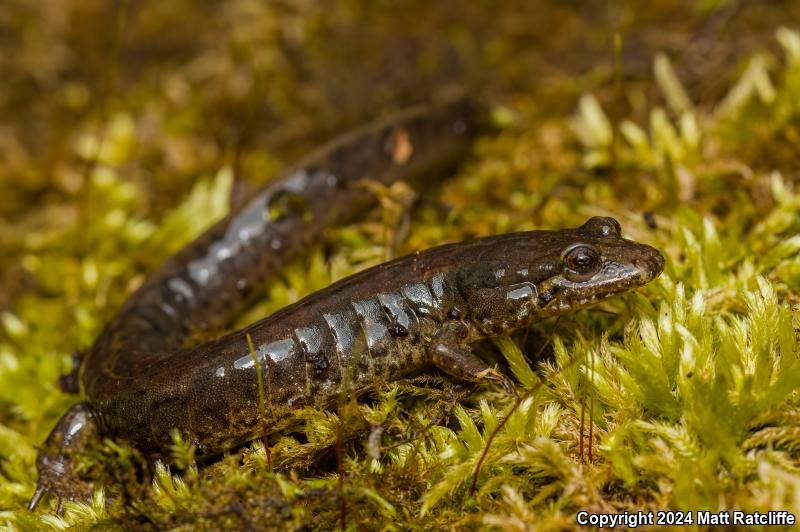 Northern Dusky Salamander (Desmognathus fuscus)