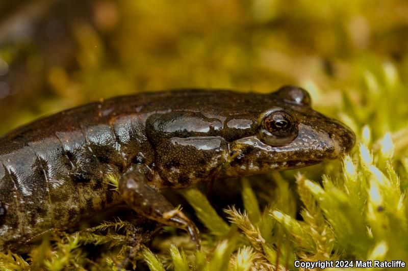 Northern Dusky Salamander (Desmognathus fuscus)