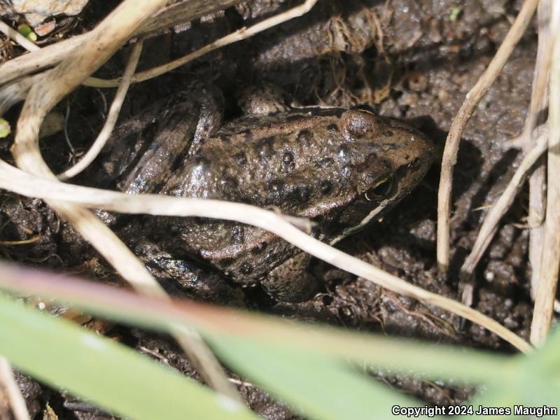 California Red-legged Frog (Rana draytonii)