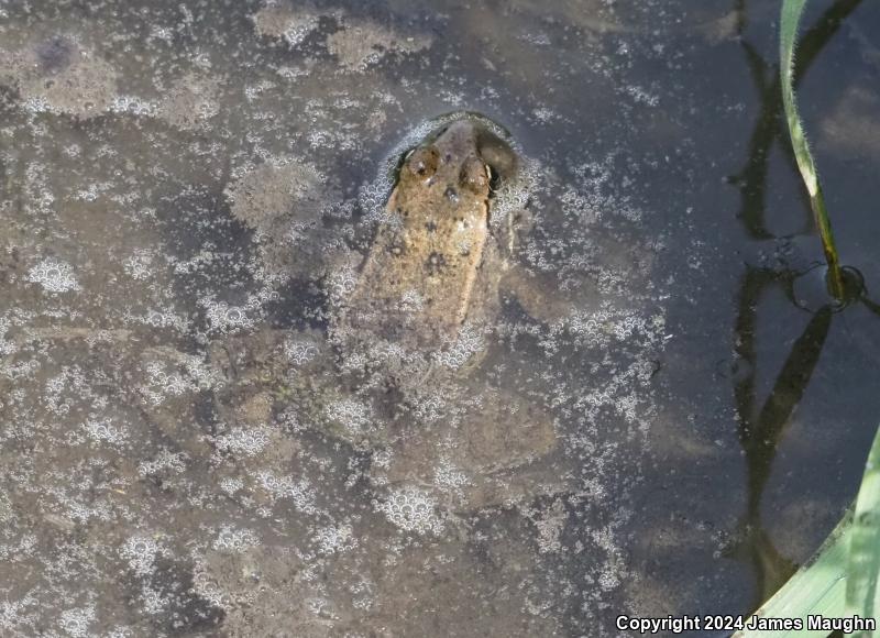 California Red-legged Frog (Rana draytonii)