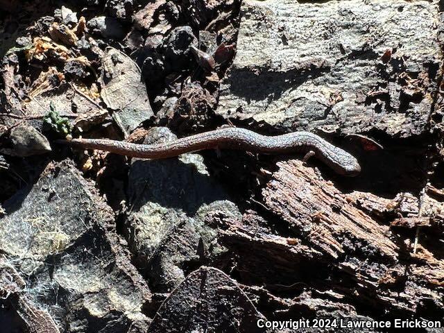 California Slender Salamander (Batrachoseps attenuatus)