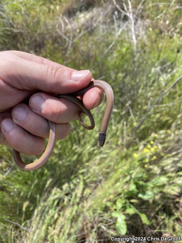 Western Black-headed Snake (Tantilla planiceps)