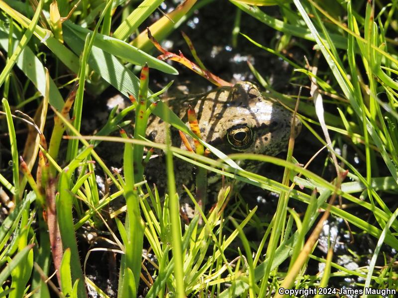 California Red-legged Frog (Rana draytonii)