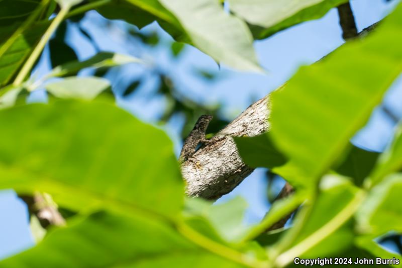 Pastel-bellied Tree Lizard (Sceloporus melanorhinus calligaster)