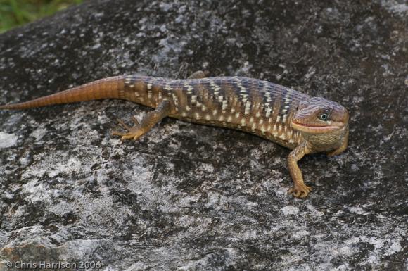 Lowery's Alligator Lizard (Gerrhonotus infernalis loweryi)