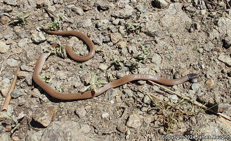 Western Black-headed Snake (Tantilla planiceps)