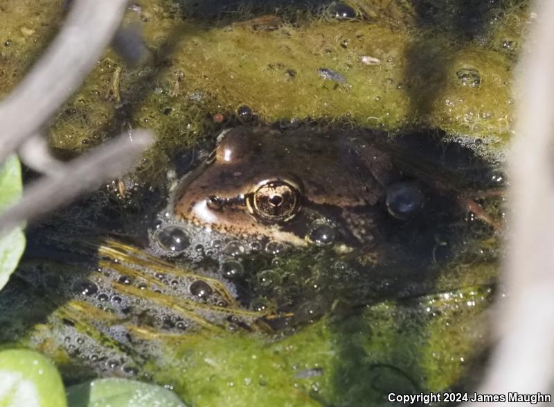 California Red-legged Frog (Rana draytonii)