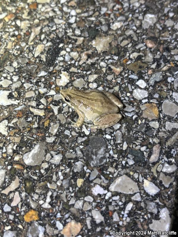 Cajun Chorus Frog (Pseudacris fouquettei)