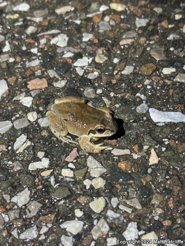 Strecker's Chorus Frog (Pseudacris streckeri)