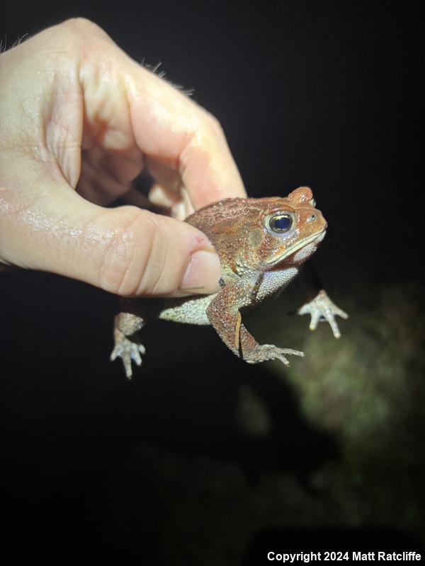 Dwarf American Toad (Anaxyrus americanus charlesmithi)