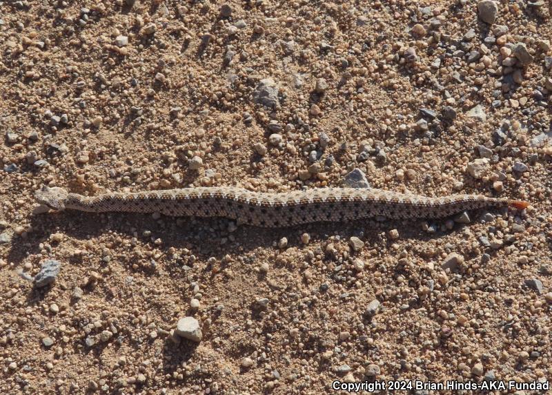 Mojave Desert Sidewinder (Crotalus cerastes cerastes)