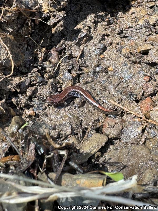 Eastern Red-backed Salamander (Plethodon cinereus)