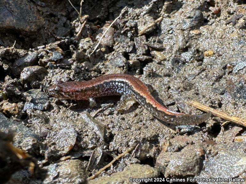 Eastern Red-backed Salamander (Plethodon cinereus)