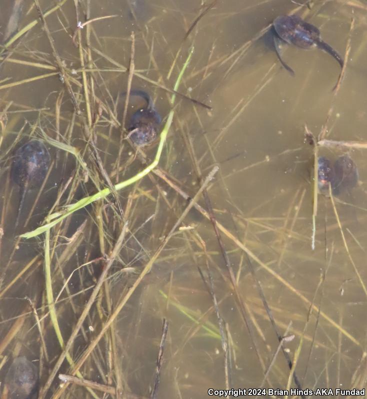 Western Spadefoot (Spea hammondii)