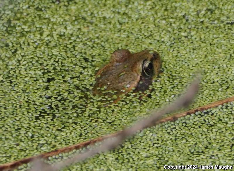 California Red-legged Frog (Rana draytonii)