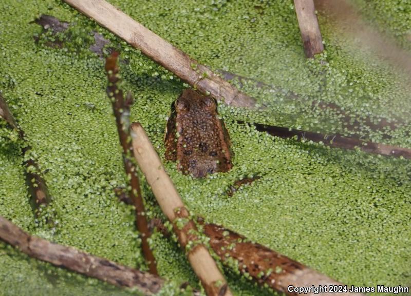 California Red-legged Frog (Rana draytonii)