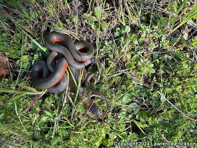 Monterey Ring-necked Snake (Diadophis punctatus vandenburgii)