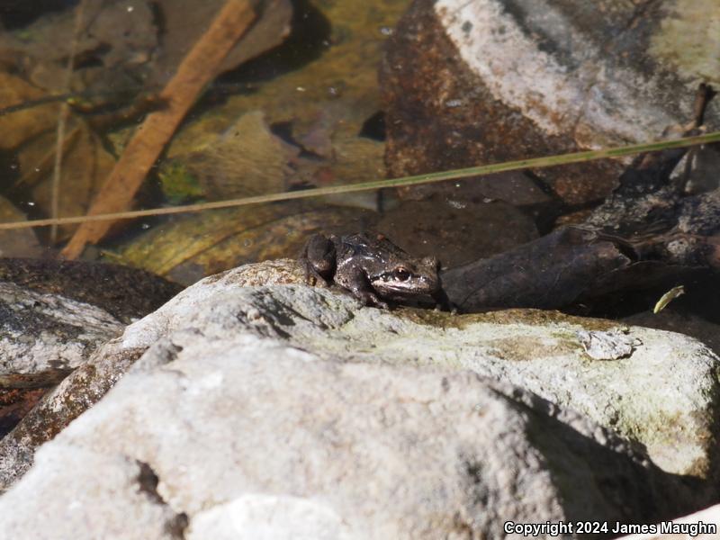 Baja California Treefrog (Pseudacris hypochondriaca)