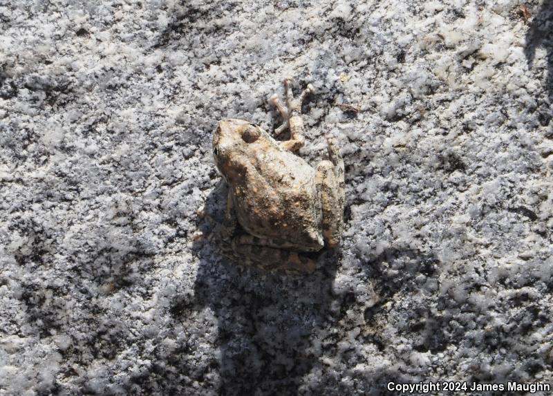 California Treefrog (Pseudacris cadaverina)