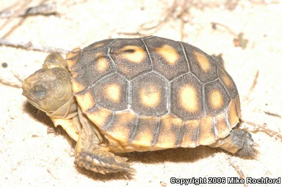 Gopher Tortoise (Gopherus polyphemus)