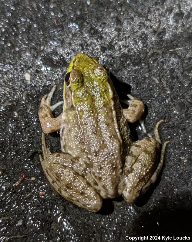 Northern Green Frog (Lithobates clamitans melanota)