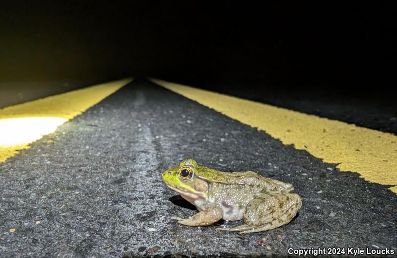 Northern Green Frog (Lithobates clamitans melanota)