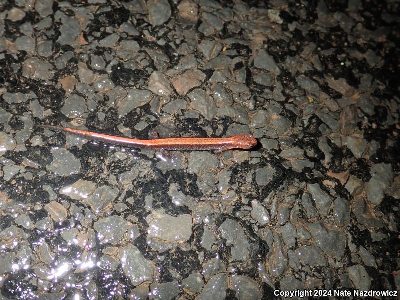 Eastern Red-backed Salamander (Plethodon cinereus)