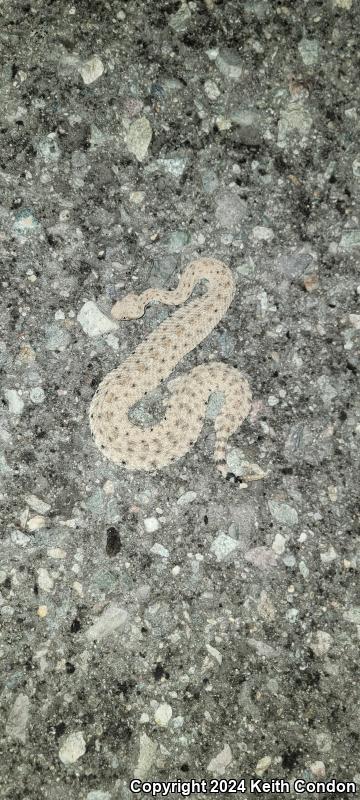 Colorado Desert Sidewinder (Crotalus cerastes laterorepens)