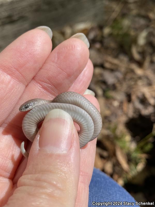 Smooth Earthsnake (Virginia valeriae)