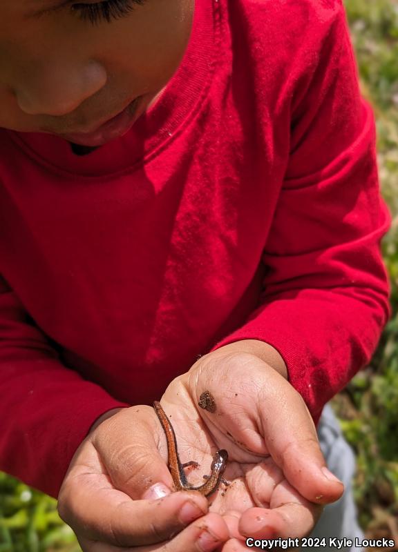 Eastern Red-backed Salamander (Plethodon cinereus)