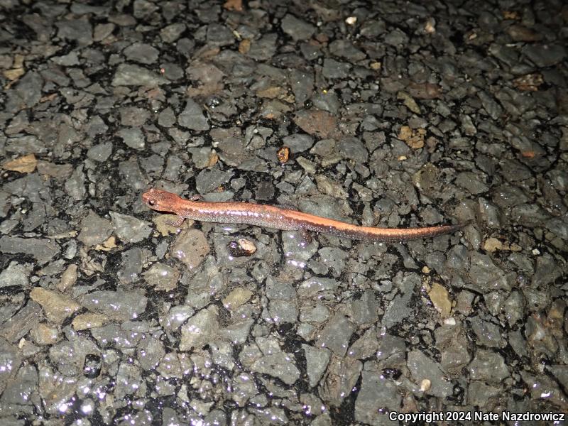 Eastern Red-backed Salamander (Plethodon cinereus)