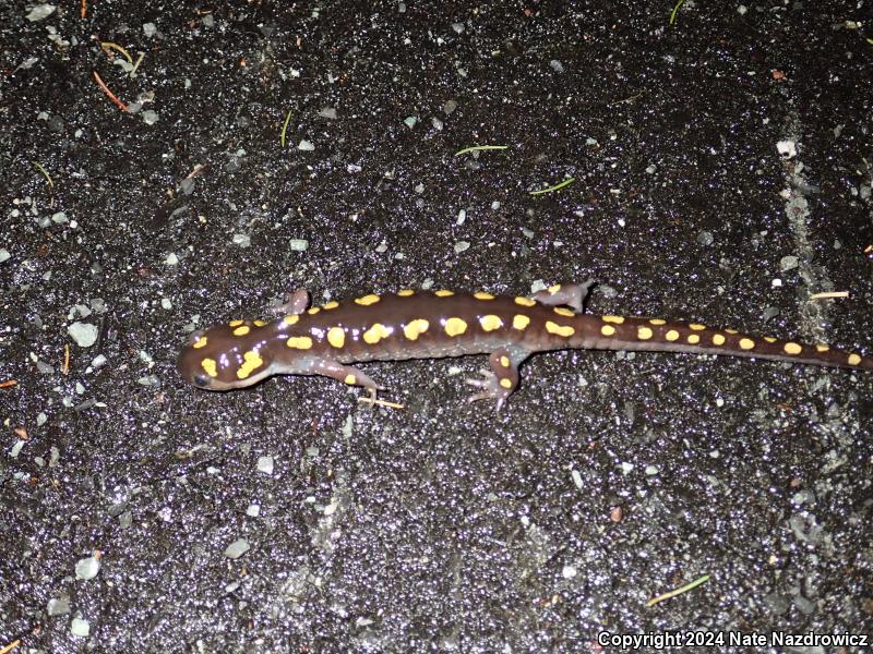 Spotted Salamander (Ambystoma maculatum)