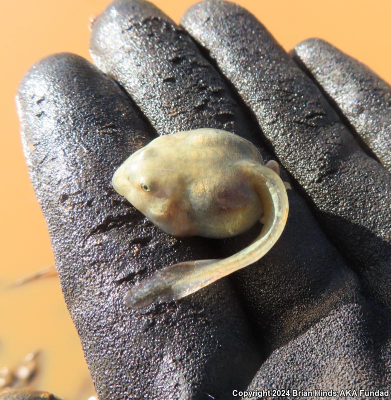 Western Spadefoot (Spea hammondii)