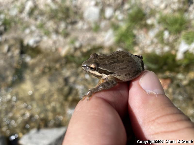 Baja California Treefrog (Pseudacris hypochondriaca)