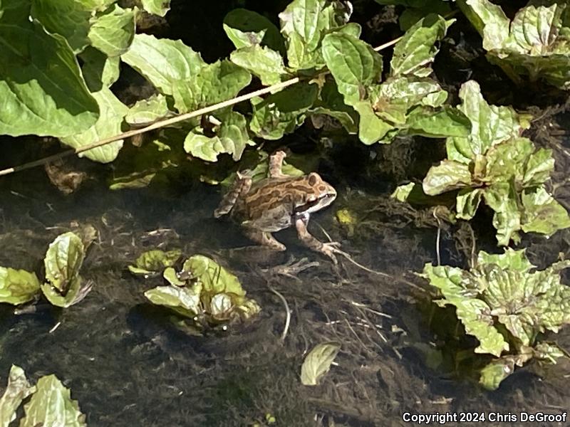 Baja California Treefrog (Pseudacris hypochondriaca)