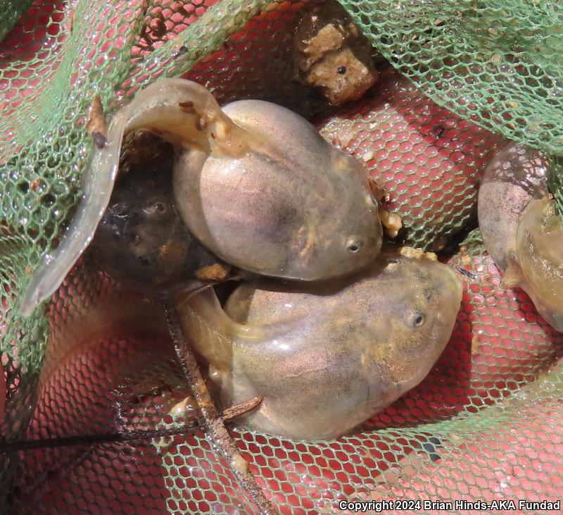 Western Spadefoot (Spea hammondii)