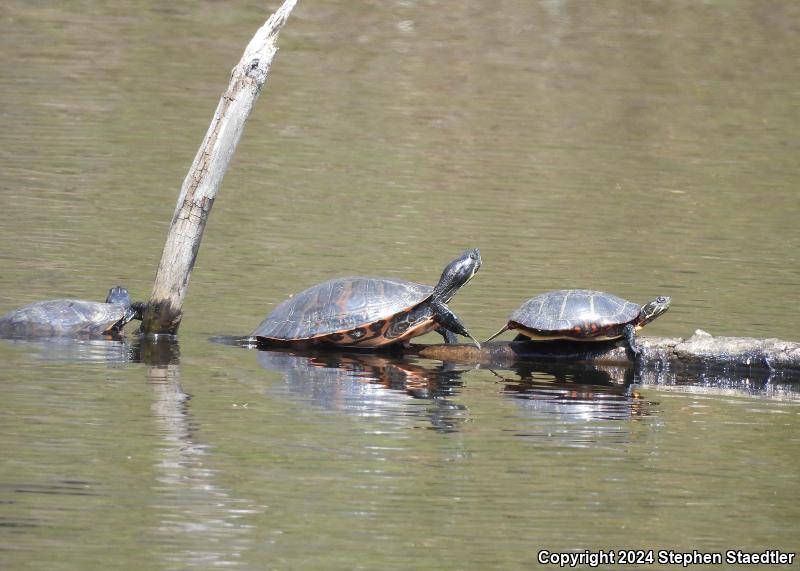 Northern Red-bellied Cooter (Pseudemys rubriventris)